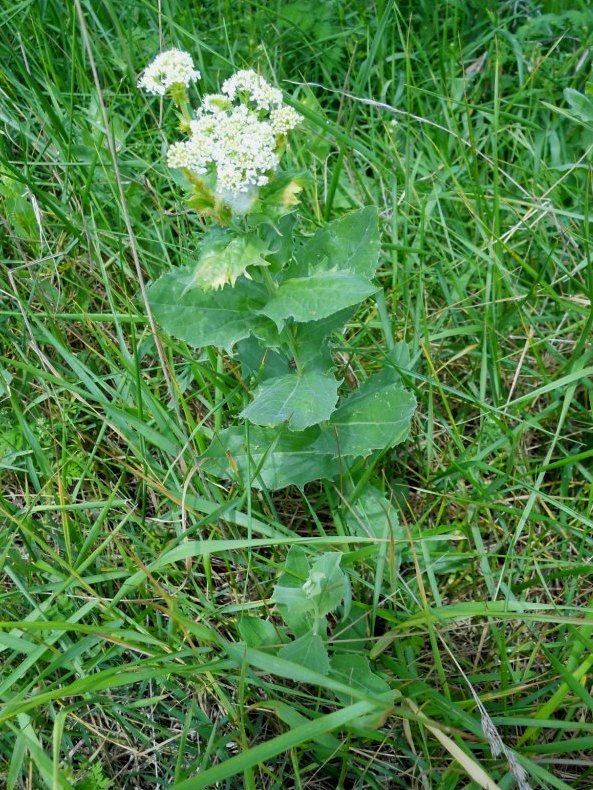 Cardaria draba  (=Lepidium draba)